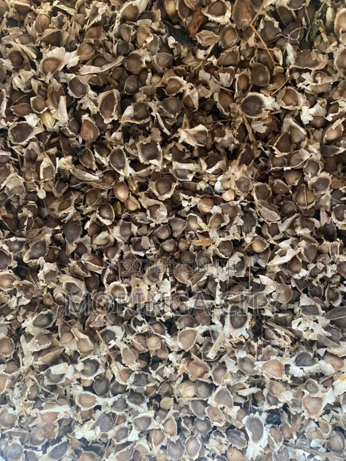 Moringa Seeds 2026 Harvest