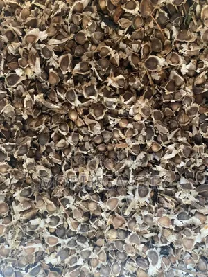 Moringa Seeds 2026 Harvest