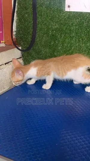 1-3 months Male Purebred Turkish Angora