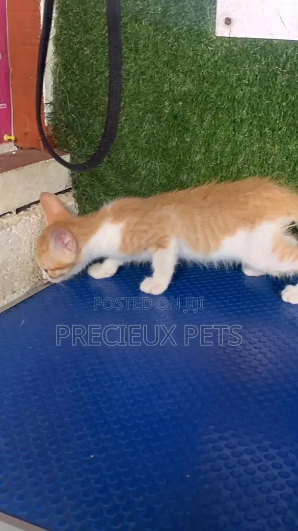 1-3 months Male Purebred Turkish Angora