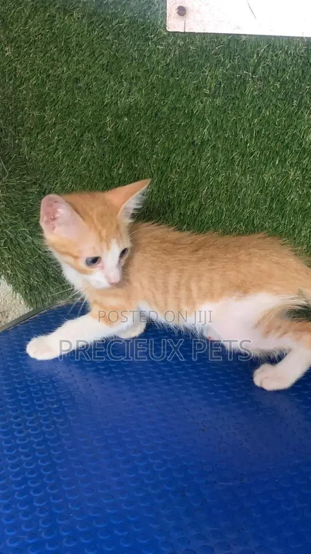 1-3 months Male Purebred Turkish Angora