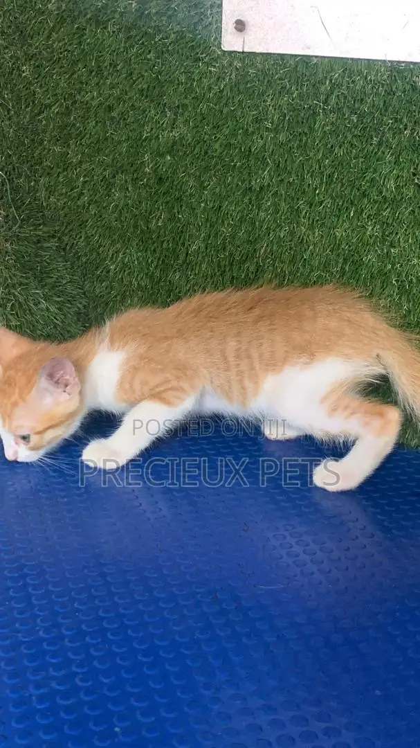 1-3 months Male Purebred Turkish Angora