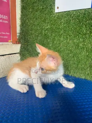 1-3 months Male Purebred Turkish Angora