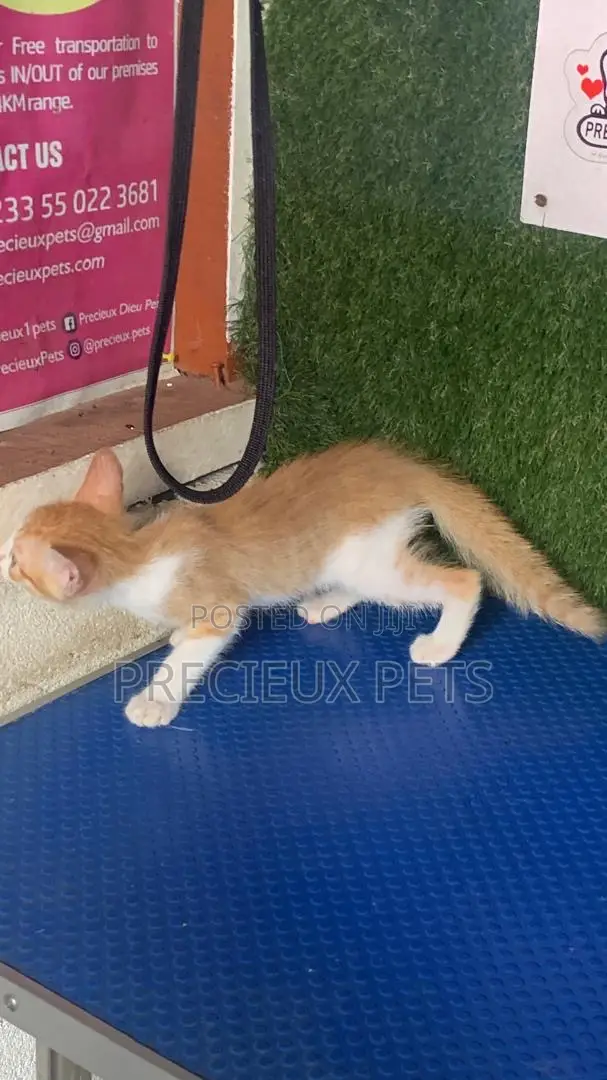 1-3 months Male Purebred Turkish Angora