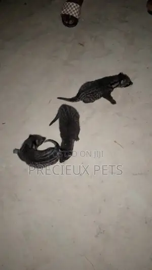 0-1 month Male Purebred cevit cat