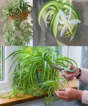 Home Flowering Services With Cleantex