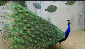 Photo - Peacocks and Feathers