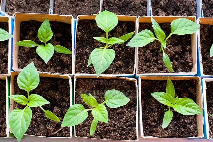 Vegetable Plant And Seeds For Sale