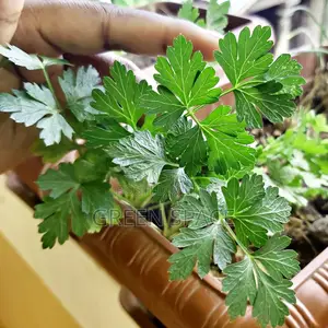 Vegetable Plant And Seeds For Sale