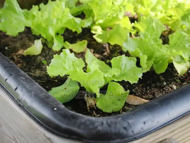 Vegetable Plant And Seeds For Sale