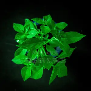 Vegetable Plant And Seeds For Sale