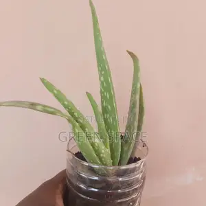 Vegetable Plant And Seeds For Sale