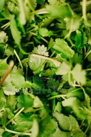 Parsley Seeds for Sale