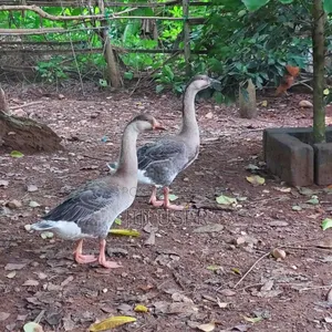 African Geese
