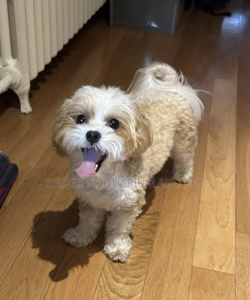 3-6 months Male Purebred Maltese