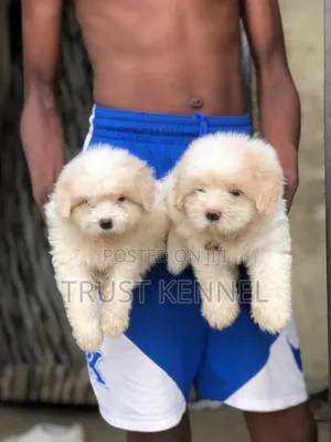1-3 months Male Purebred Maltese