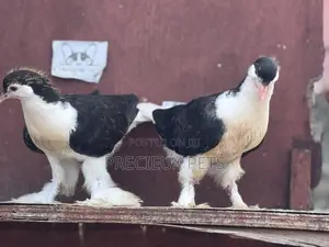 1 Pair of Black White Lahore Pigeons