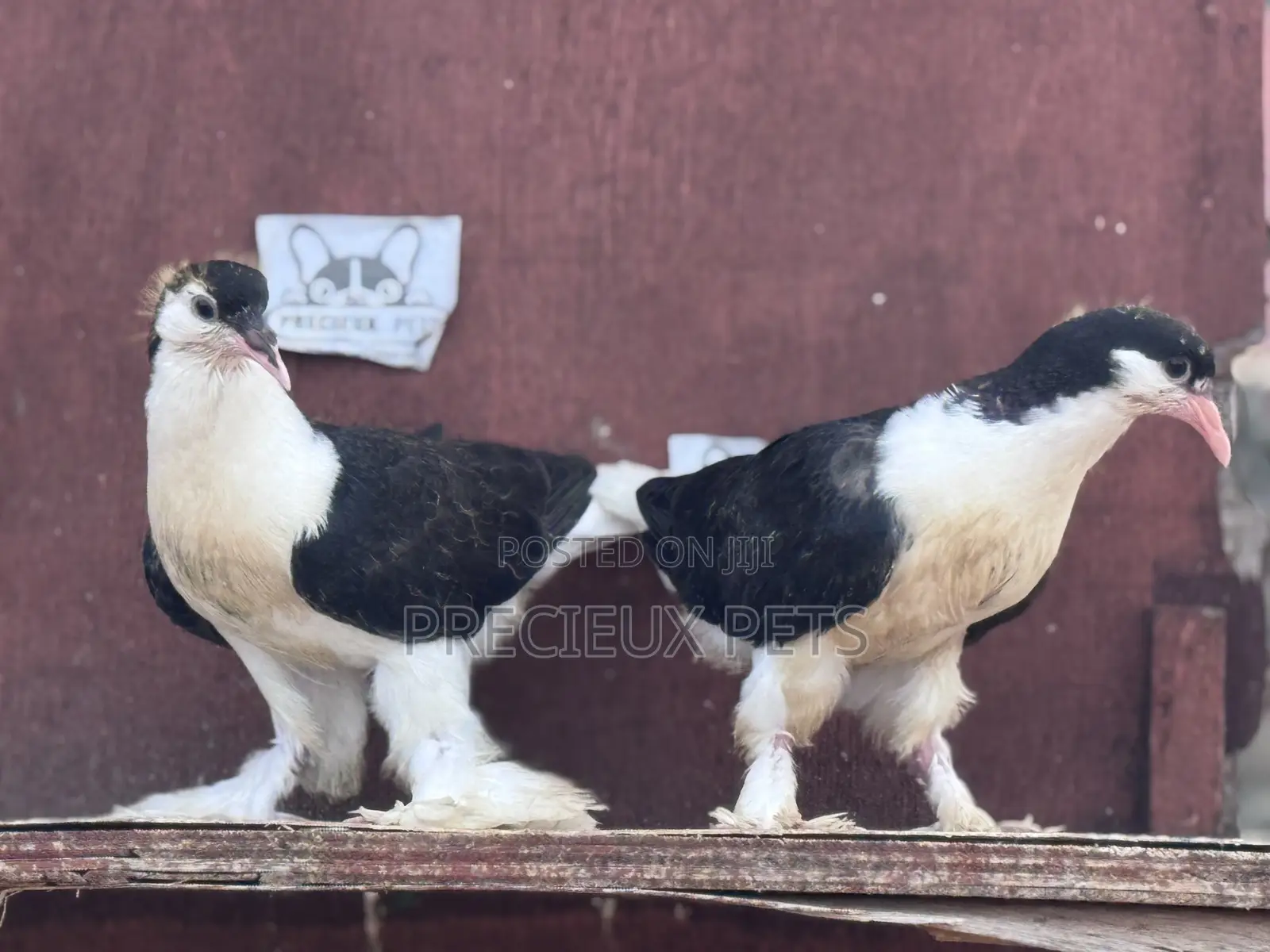 1 Pair of Black White Lahore Pigeons