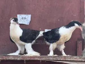 Photo - 1 Pair of Black White Lahore Pigeons
