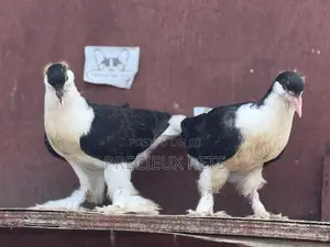 1 Pair of Black White Lahore Pigeons