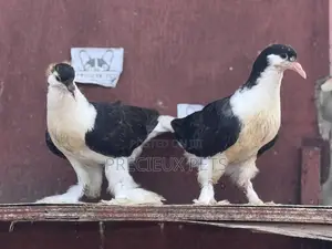 1 Pair of Black White Lahore Pigeons