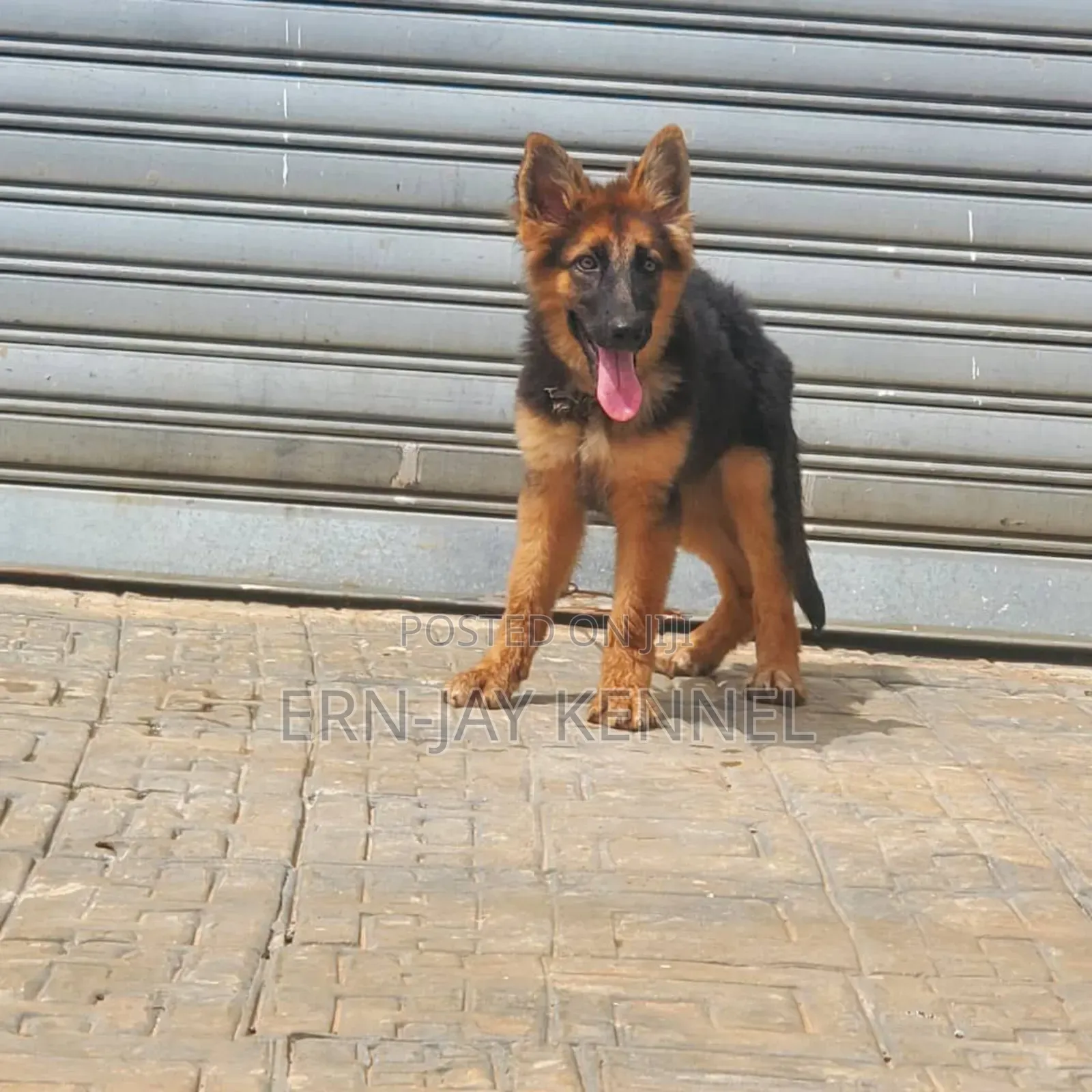 3-6 months Female Purebred German Shepherd