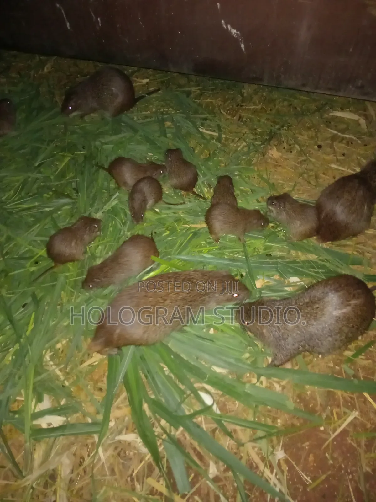 Breeding Stocks
