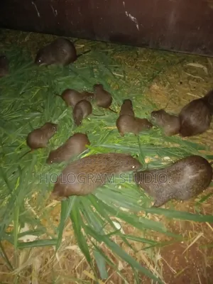 Breeding Stocks