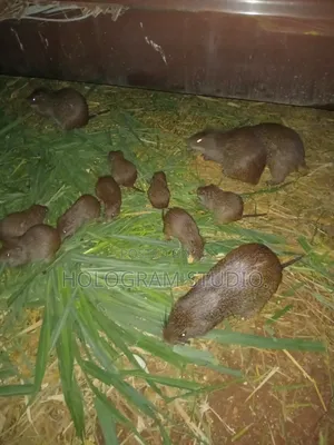Breeding Stocks