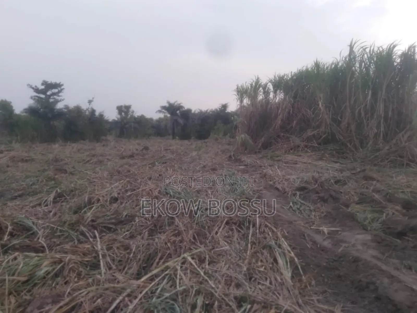 Farm Land at Asante Akyem Agogo Area