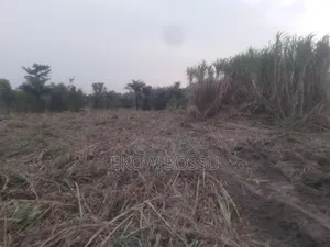 Farm Land at Asante Akyem Agogo Area