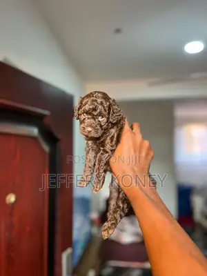 1-3 months Male Purebred Poodle