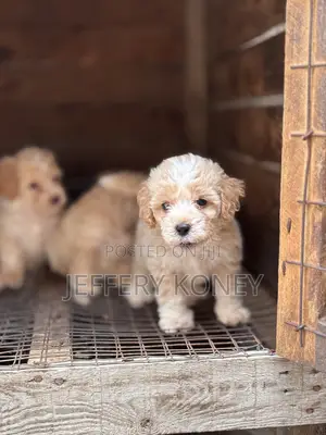 1-3 months Male Purebred Poodle