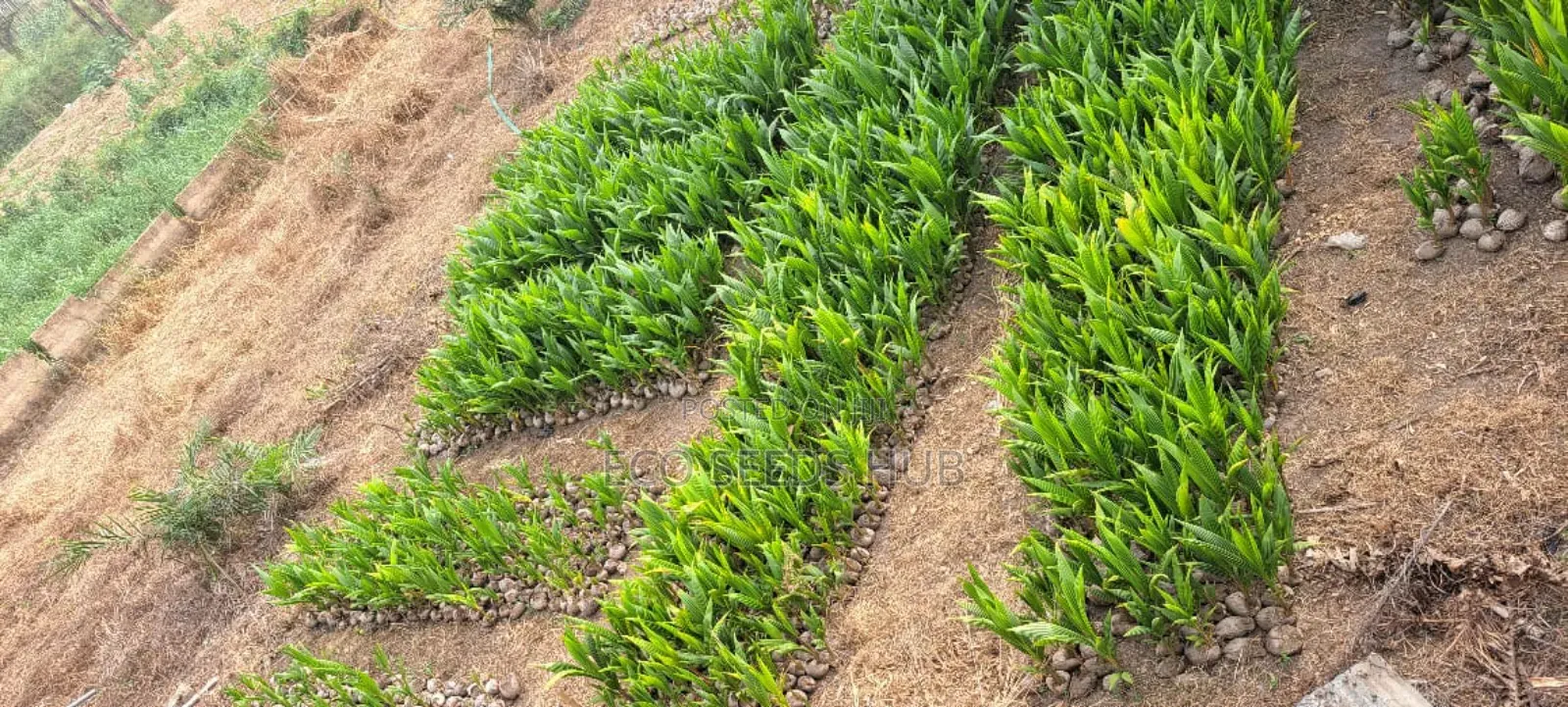 Exotic Hybrid Coconut Seedlings