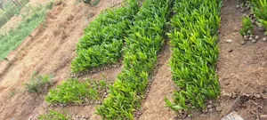 Exotic Hybrid Coconut Seedlings