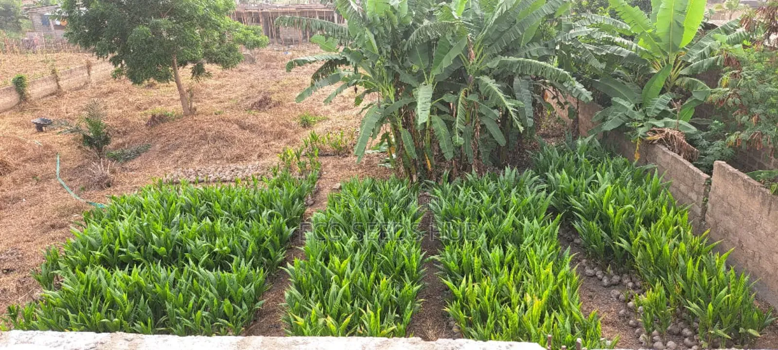 Exotic Hybrid Coconut Seedlings