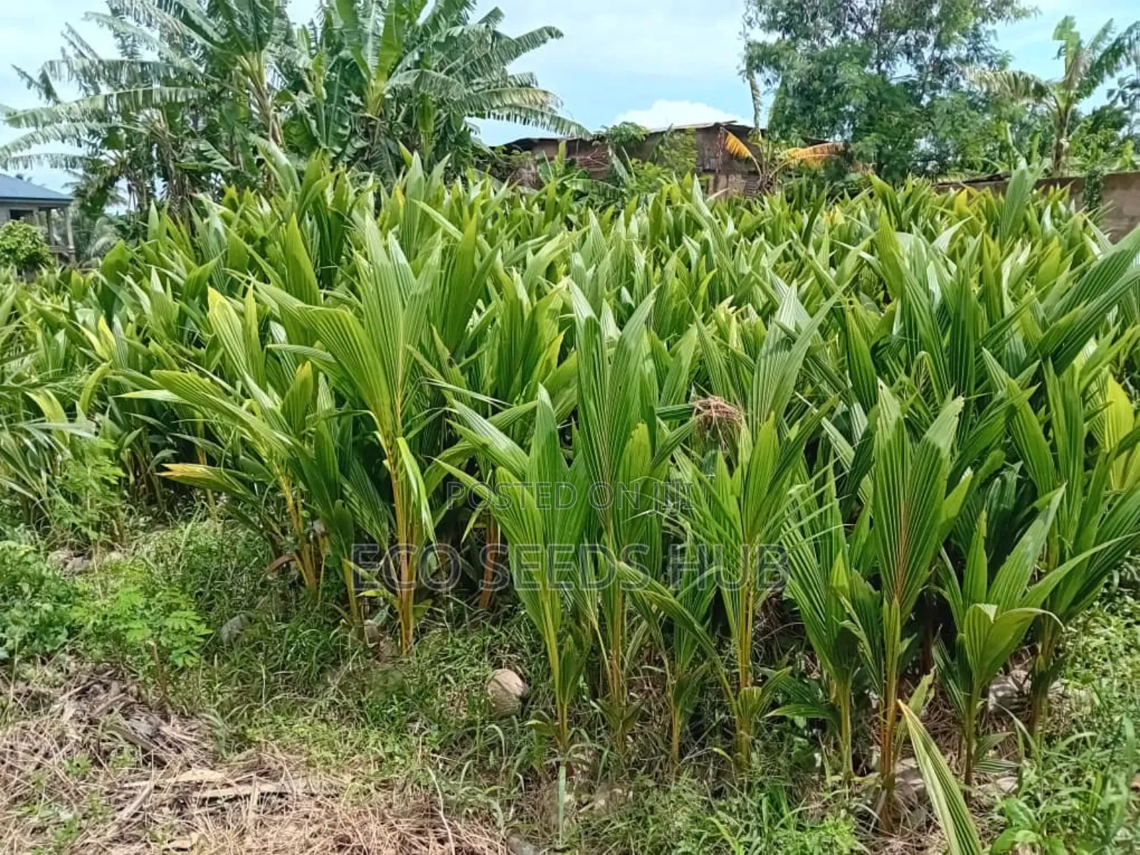 Exotic Hybrid Coconut Seedlings