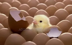 Hy-Line Brown Foreign Layers Fertile Eggs Available