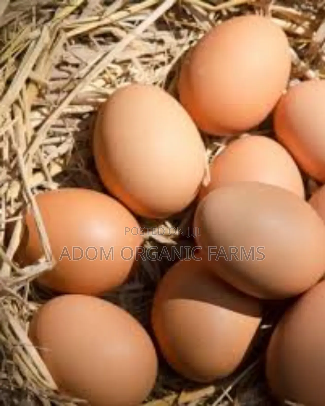 Hy-Line Brown Foreign Layers Fertile Eggs Available