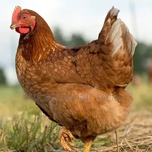 Hy-Line Brown Foreign Layers Fertile Eggs Available