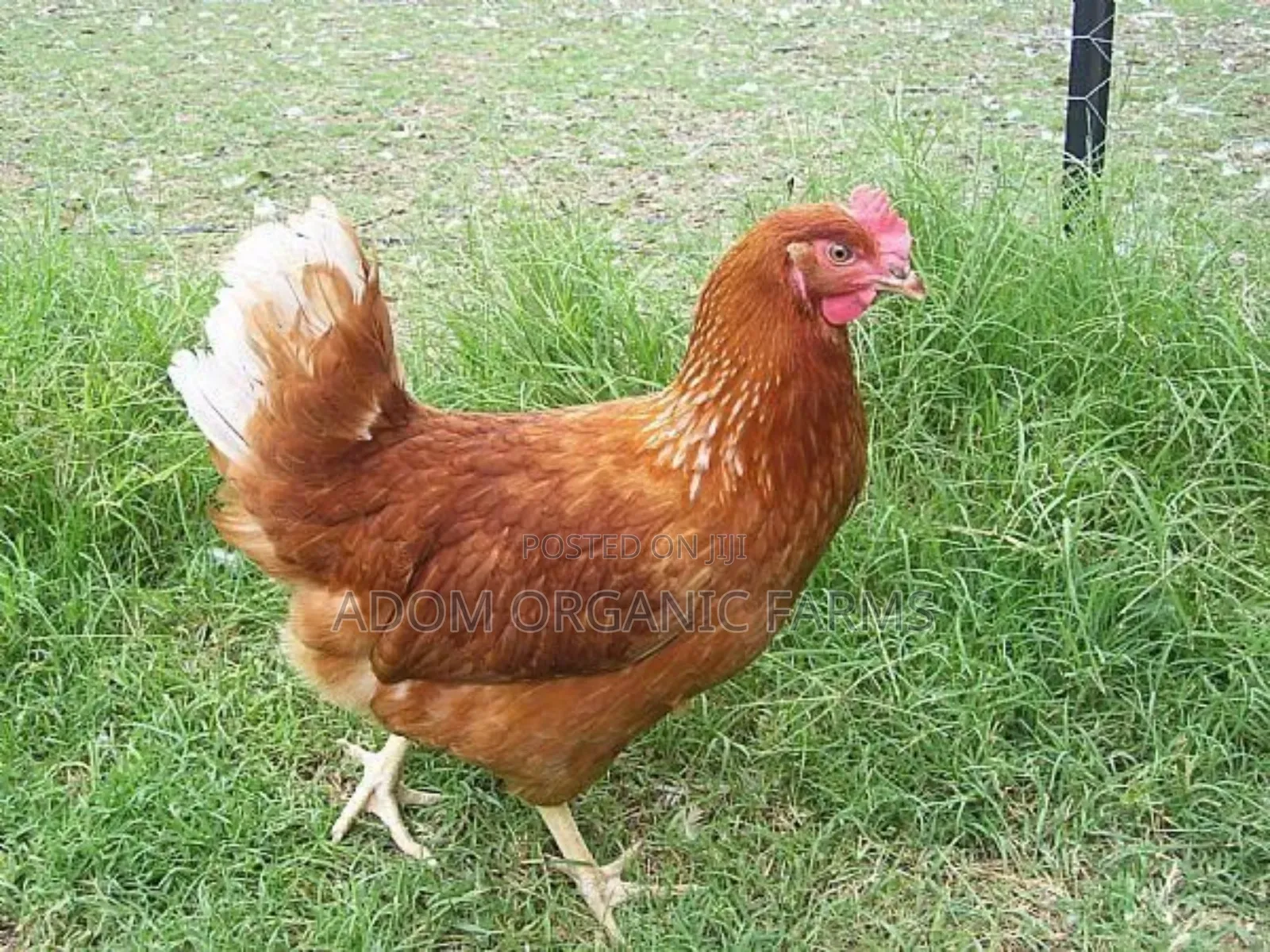 Hy-Line Brown Foreign Layers Fertile Eggs Available