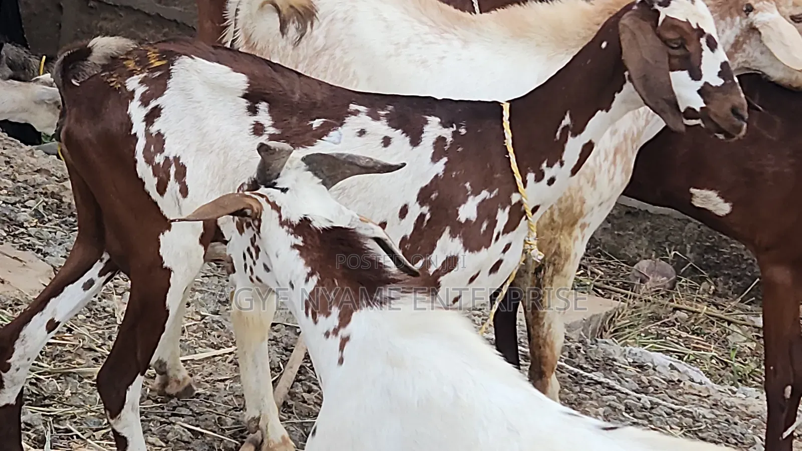Young Shahelian Female Goat