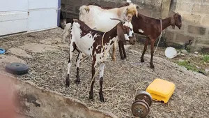 Young Shahelian Female Goat