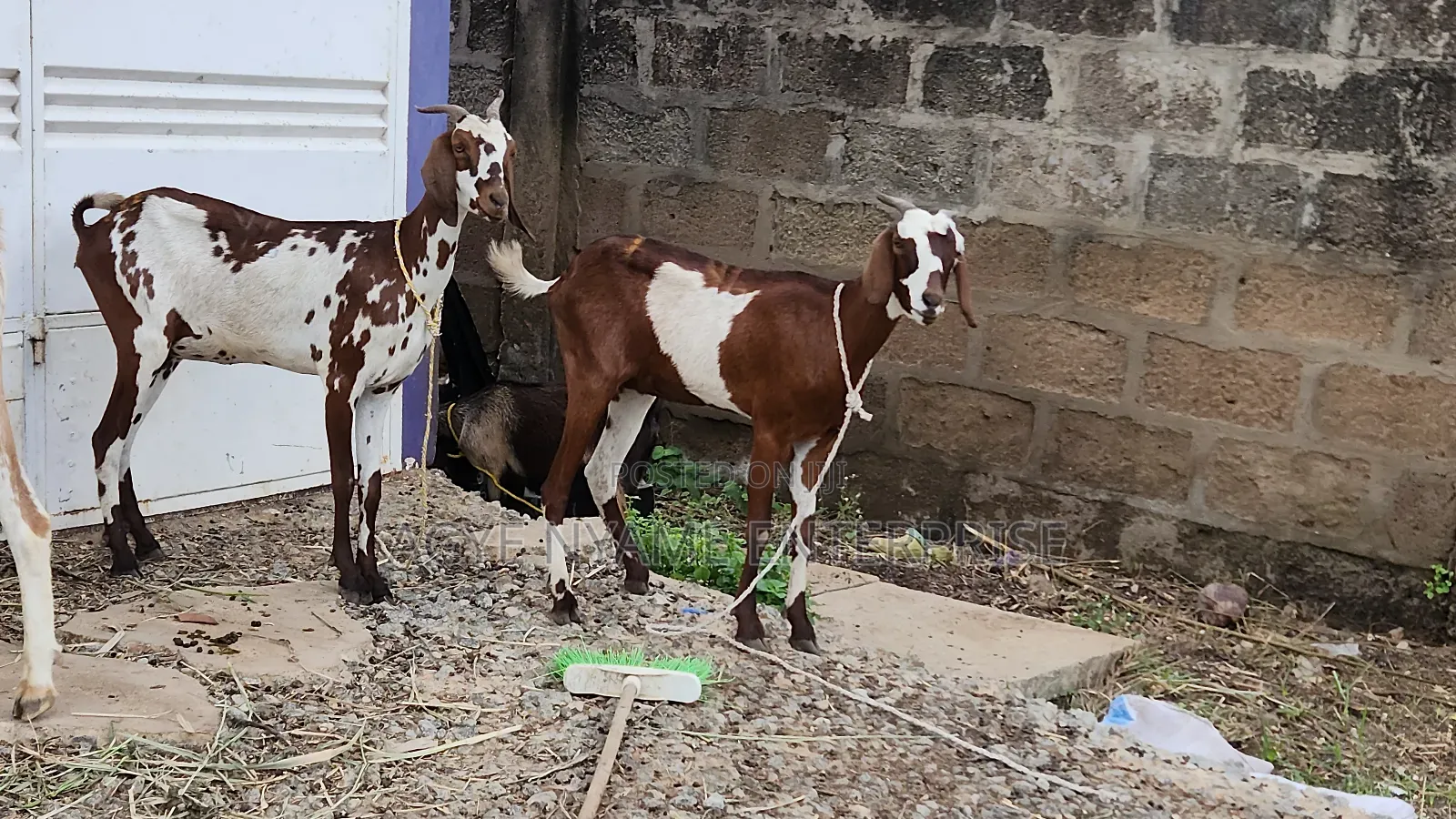 Young Shahelian Female Goat