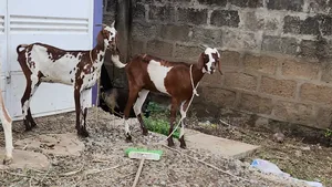 Young Shahelian Female Goat