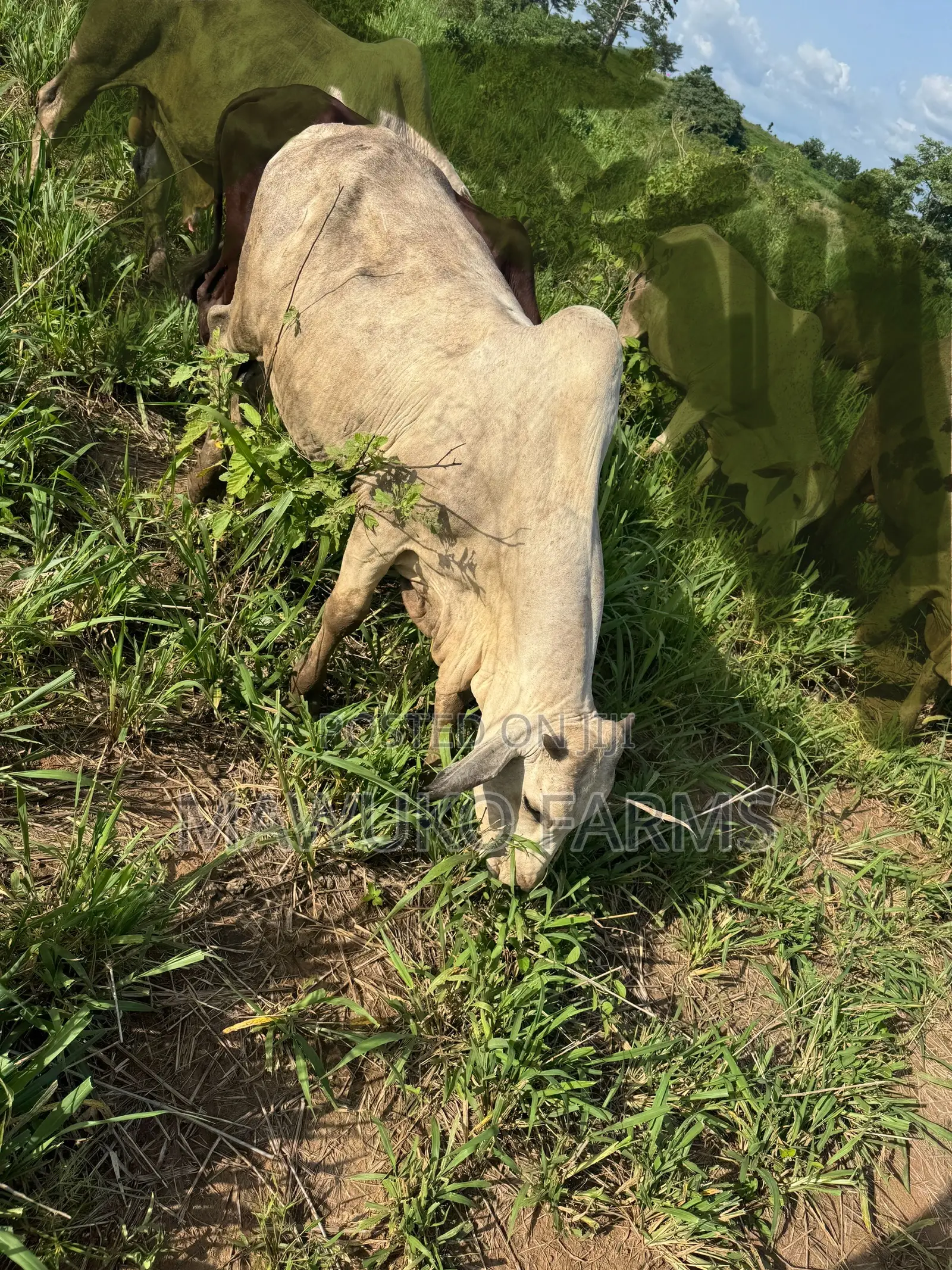 Cattle (Cow’S Bulls)