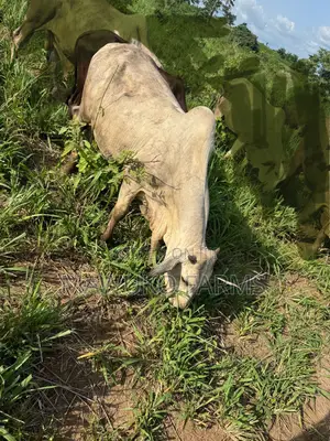 Cattle (Cow’S Bulls)