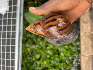 Snail ( Aa Point of Lay, Medium Large)
