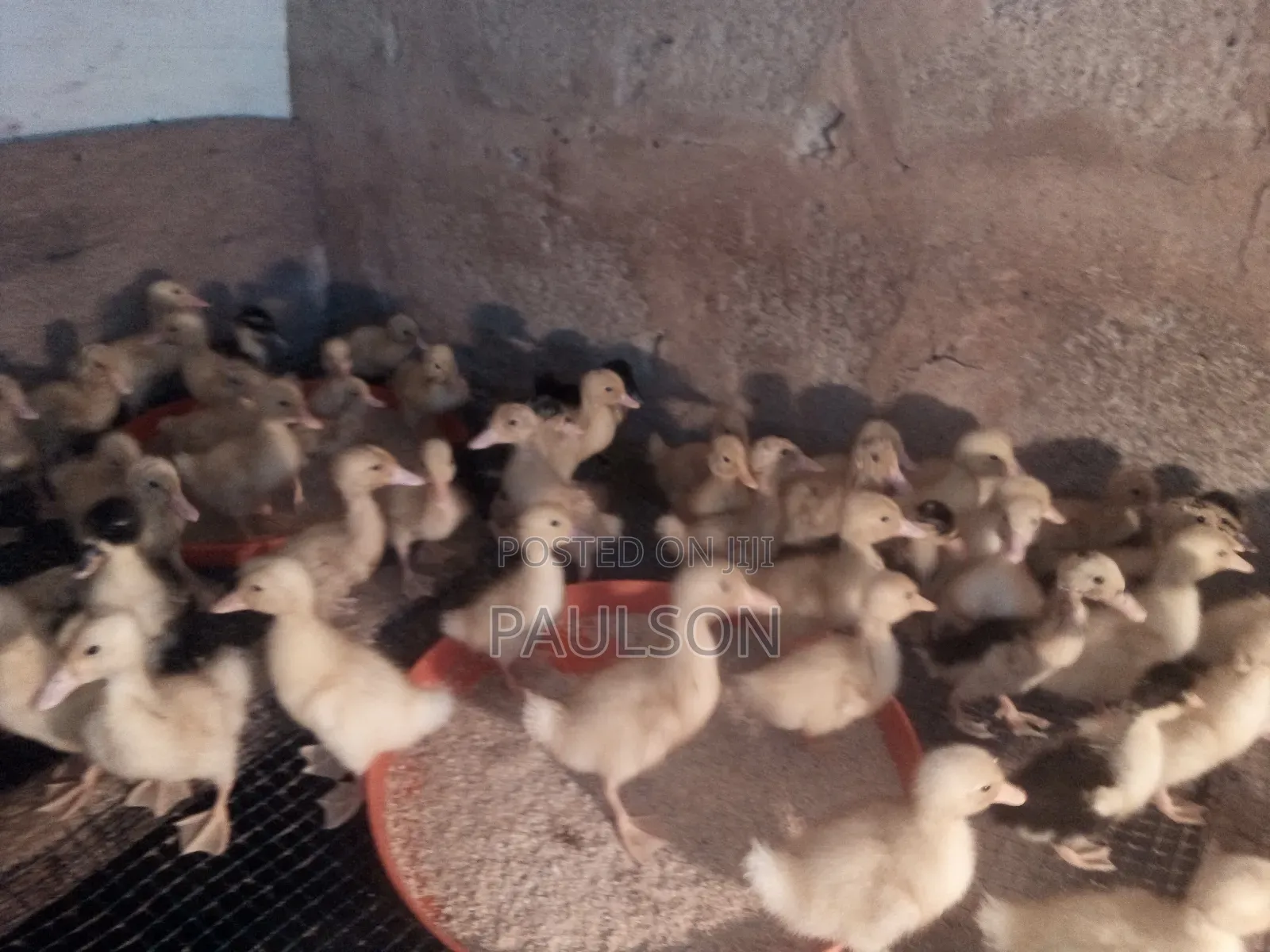 Day Old Jumbo Perkin Ducklings