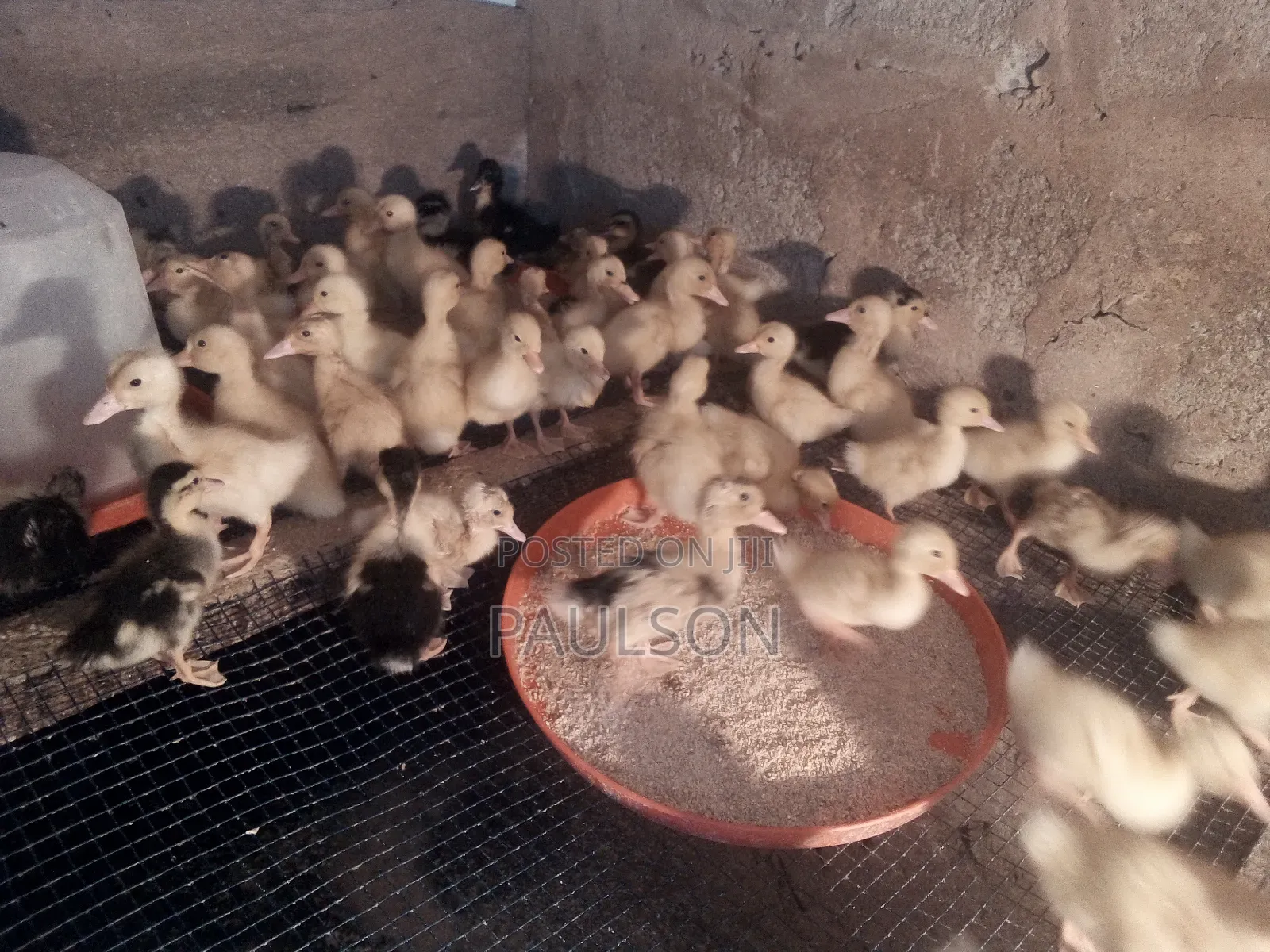 Day Old Jumbo Perkin Ducklings